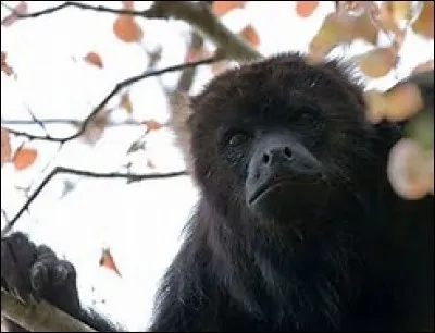 Quel est le temps de gestation chez le hurleur de Guatemala ?