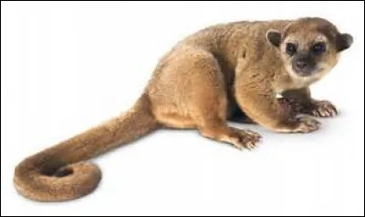 Quelle est la longueur de la queue du kinkajou ?
