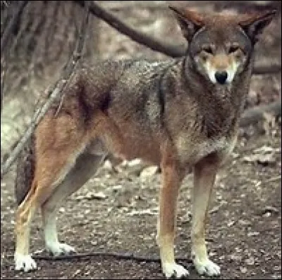 Quel est cet animal ?