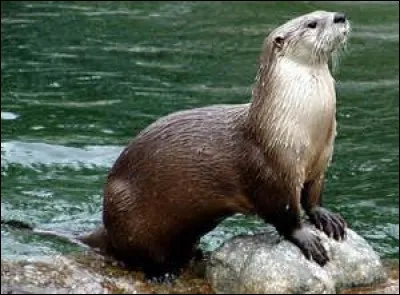 Quel est cet animal ?