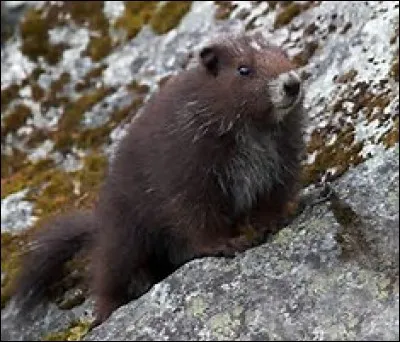 Quel est le poids de la marmotte de l'île de Vancouver ?
