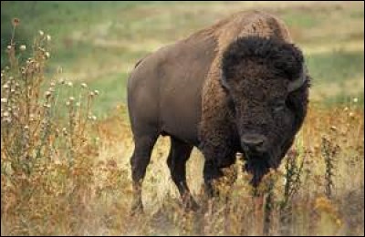 Quelle est la longévité chez le bison d'Amérique de Nord ?