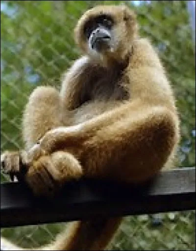 Quel est le temps de gestation chez le muriqui ?