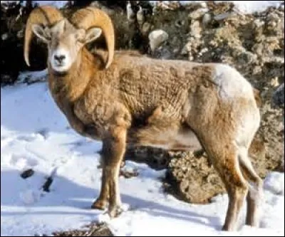 Quel est le poids du mouflon canadien ?