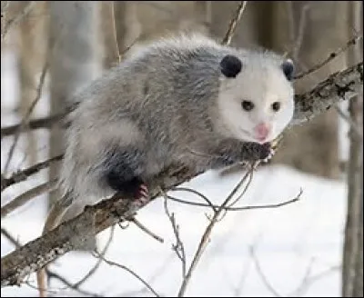 Quelle est la longévité de l'opossum de Virginie ?