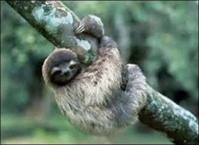 Quelle est la longueur de la queue du paresseux nain ?