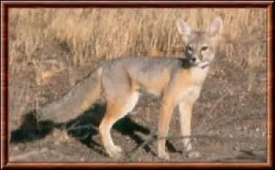 Quel est le poids du renard nain ?