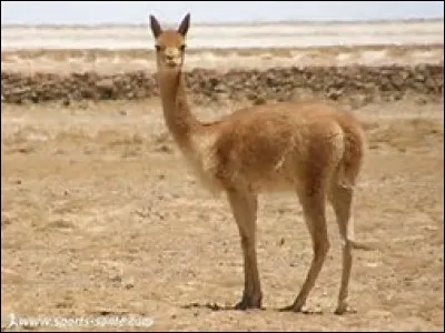 Quelle est la longueur de la queue de la vigogne ?