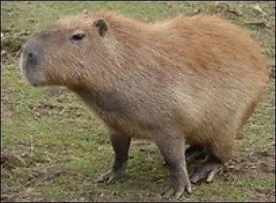 Quelle est la longueur du capybara ?