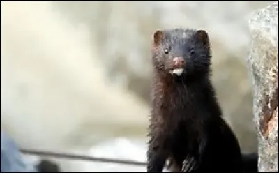 Quel est cet animal ?