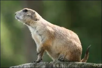 Quel est cet animal ?