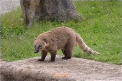 Quelle est la poids du coati brun?