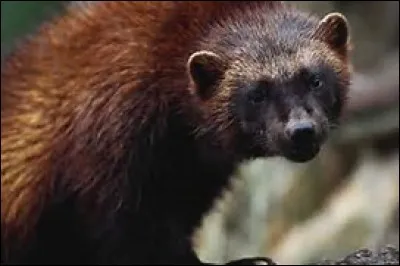 Quel est cet animal ?