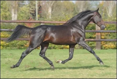 Comment doit-on se positionner au trot ?