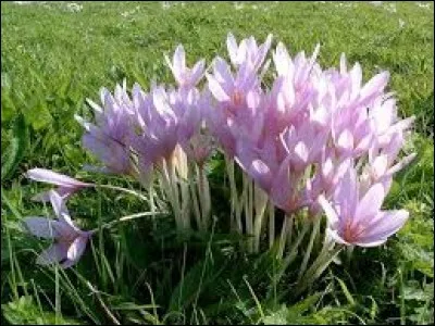 Selon la comptine pour enfants que signifie la floraison des colchiques dans les prés ?
