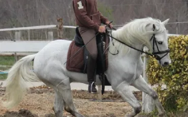 Quiz Galop 2