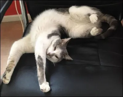 Comment s'appelle le chat d'Esteban ?