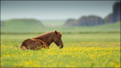 Dans la nature, que fait le cheval la plus grande partie de son temps ?