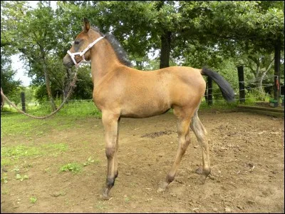 Une pouliche est une jument de ...