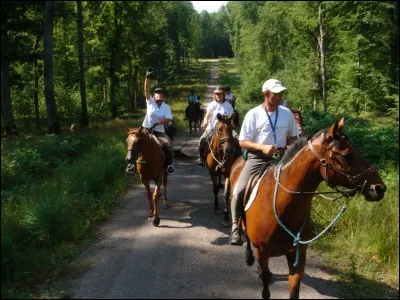 Doit-on changer le bipède diagonal régulièrement en balade ?