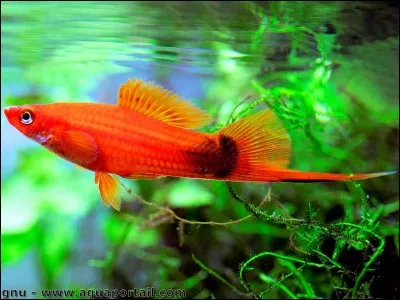 Le super-ordre du xipho est :