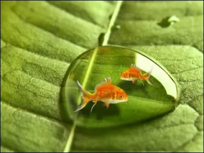 Les poissons rouges ont besoin :