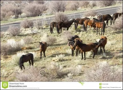 Eux les préfèrent sauvages !