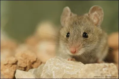 Il paraitrait qu'elle courait dans l'herbe !