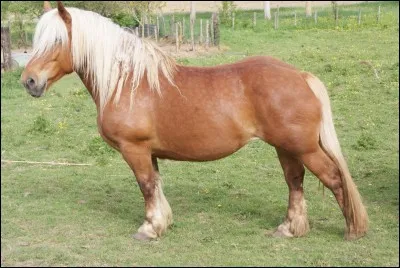 Quels sont les différents types d'adjonction que peuvent avoir les chevaux ?