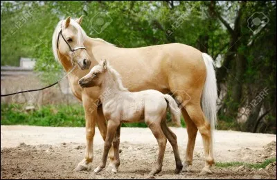 La croissance du squelette se termine :