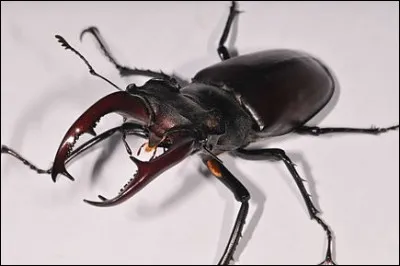 Le cerf-volant est un coléoptère qui est caractérisé par la présence de mandibules très développées, notamment chez le mâle.