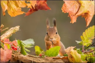 Pourquoi fait-il cela ?