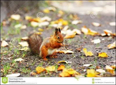 Dans quoi passe-t-il l'hiver ?