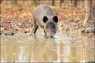 En automne, quelle chose importante pour le sanglier disparaît ?
