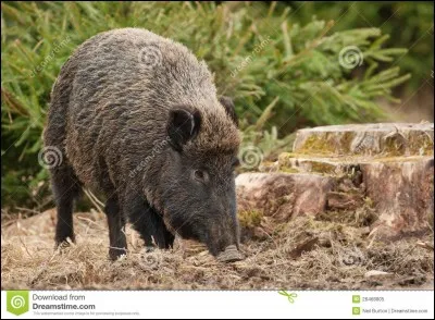 Où disparaît cette nourriture ?