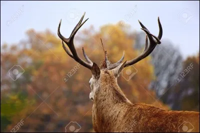 Pourquoi sort-il à l'automne ?