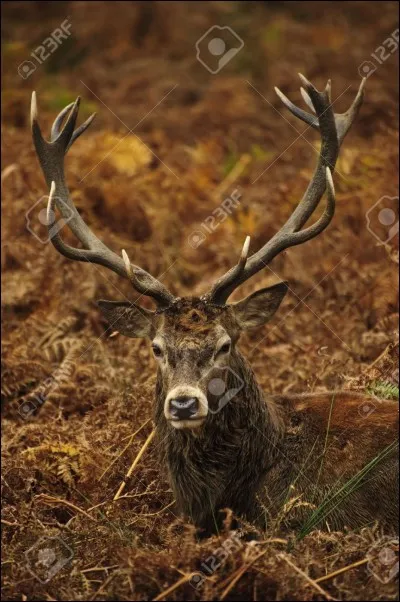 Que va-t-il parfois chercher dans les jardins ?