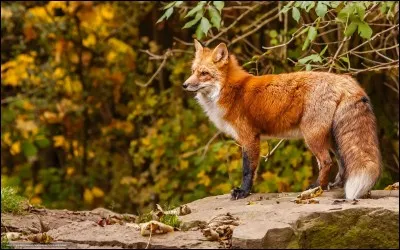 Que se passe-t-il pour le renard en automne ?