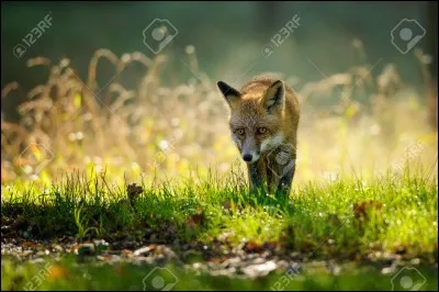 Pourquoi disparaît-elle ?