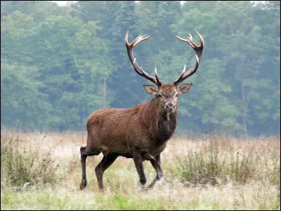 En quoi cela consiste-t-il ?