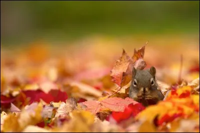 Que fait l'écureuil l'automne ?