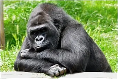 Quel est cet animal ?