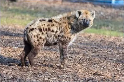 Quel est le poids de la hyène tachetée ?