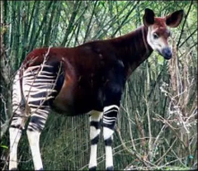 Quel est cet animal ?