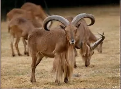 Quelle est la longévité du mouflon à manchettes ?