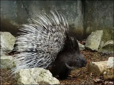 Quel est le poids du porc-épic à crête ?