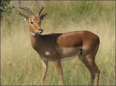 Quel est le temps de gestation chez l'impala ?