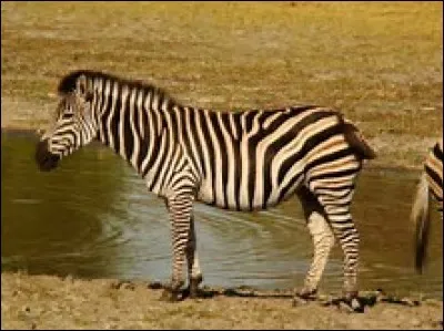 Quelle est la longévité chez le zèbre des plaines ?