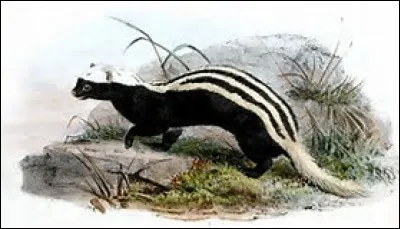 Quel est cet animal ?