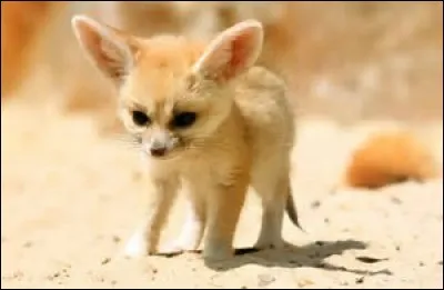 Quelle est la longueur du fennec ?